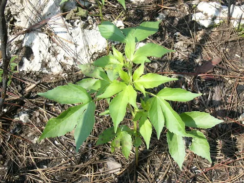 Miniatura: Astraea (Astraea tecta)