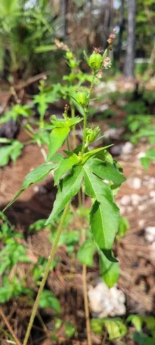 Miniatura: Astraea (Astraea tecta)