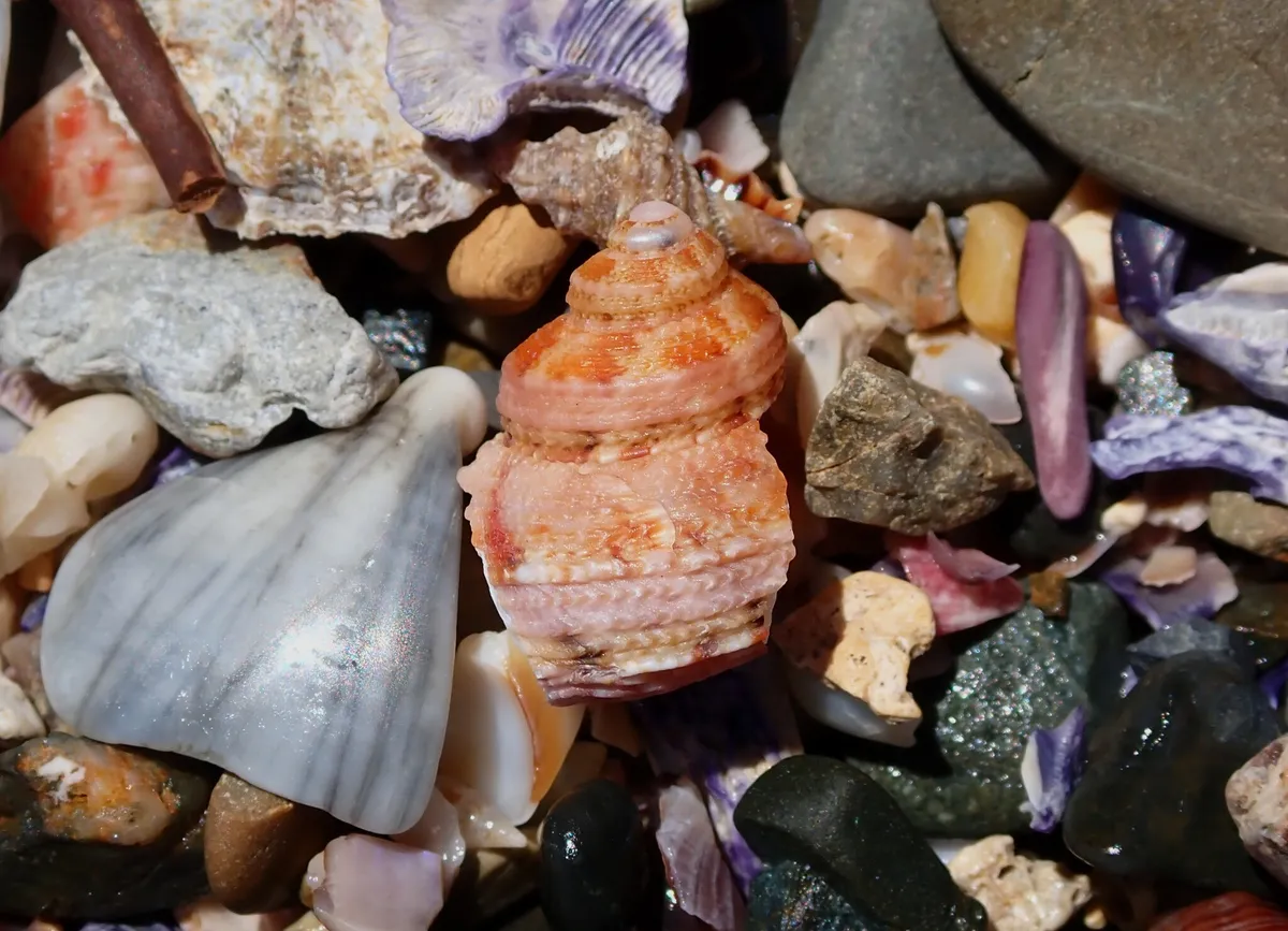 Turbo (Turbo spp. (T. fluctuosa))