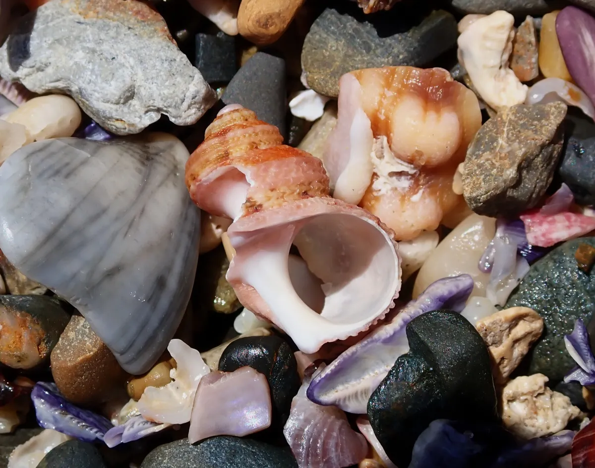 Miniatura: Turbo (Turbo spp. (T. fluctuosa))