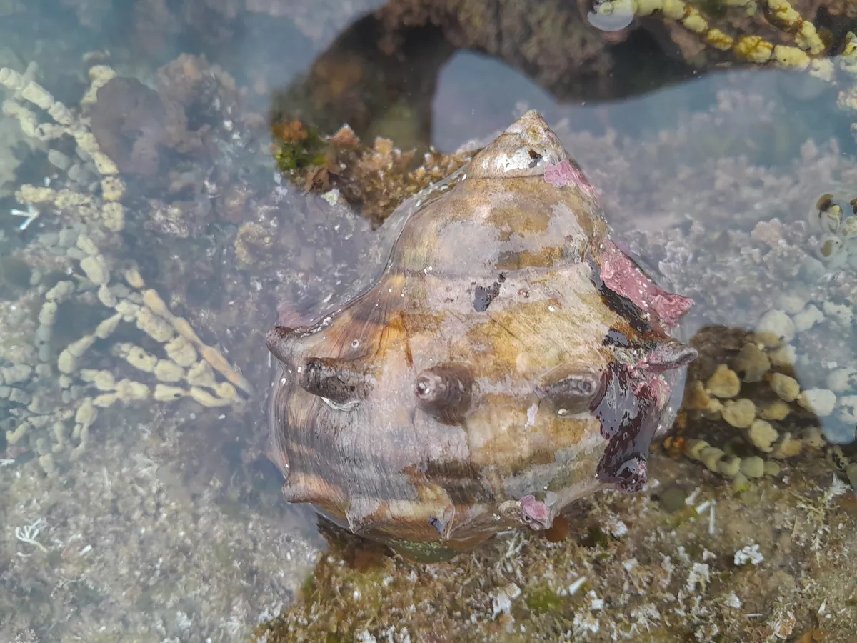Miniatura: Turbo (Turbo spp. (T. fluctuosa))