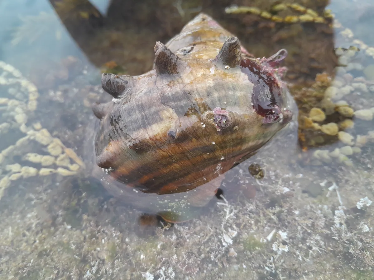 Miniatura: Turbo (Turbo spp. (T. fluctuosa))