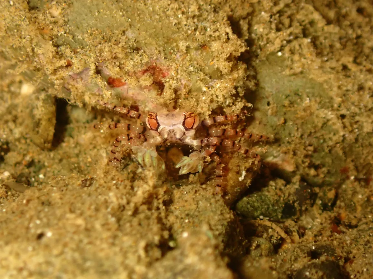 Miniatura: Lybia (Lybia spp. (L. tessellata))