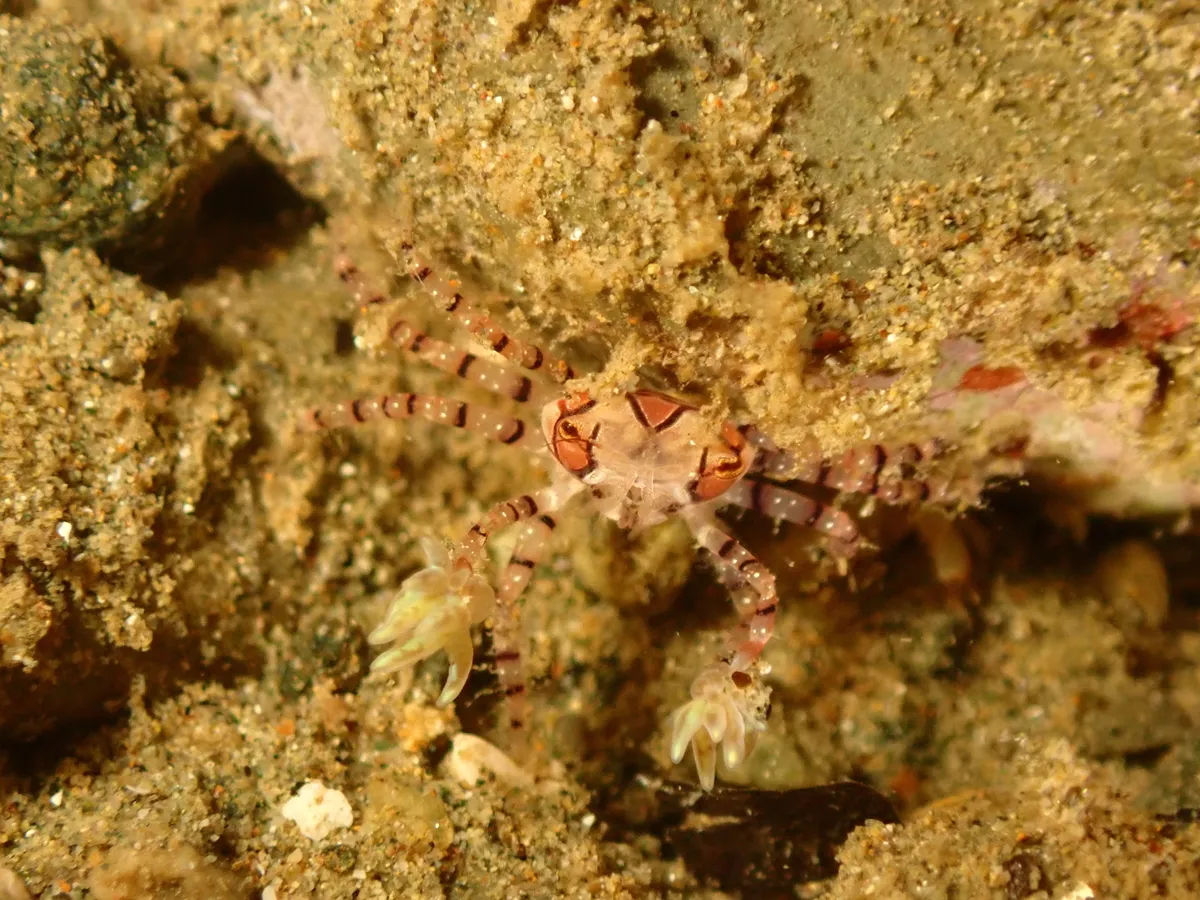 Miniatura: Lybia (Lybia spp. (L. tessellata))