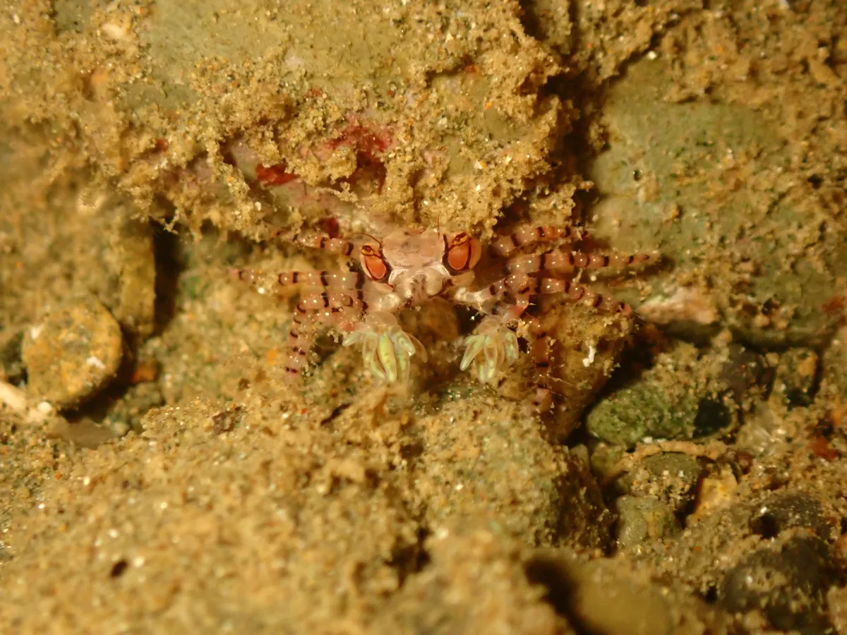 Miniatura: Lybia (Lybia spp. (L. tessellata))