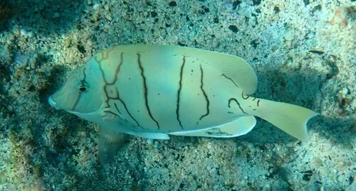 Acanturidi (Pesci chirurgo)