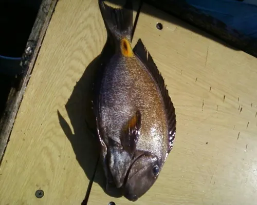 Miniatura: Acanthurus (Acanthurus spp.)