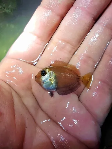 Miniatura: Acanthurus (Acanthurus spp.)
