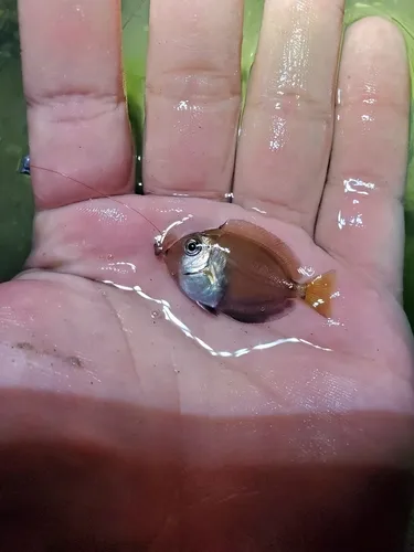Miniatura: Acanthurus (Acanthurus spp.)
