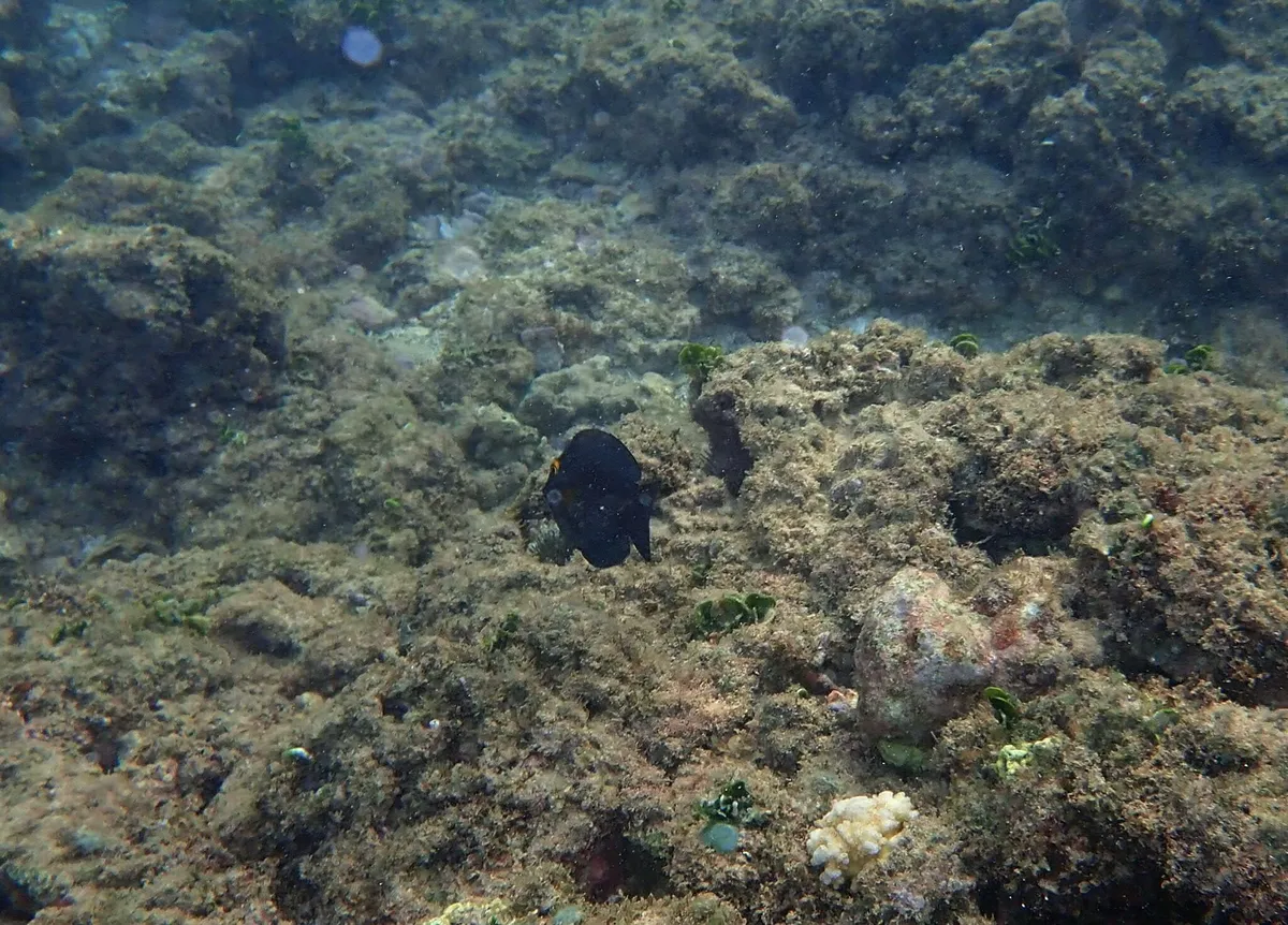 Ctenochaetus (Ctenochaetus spp.)