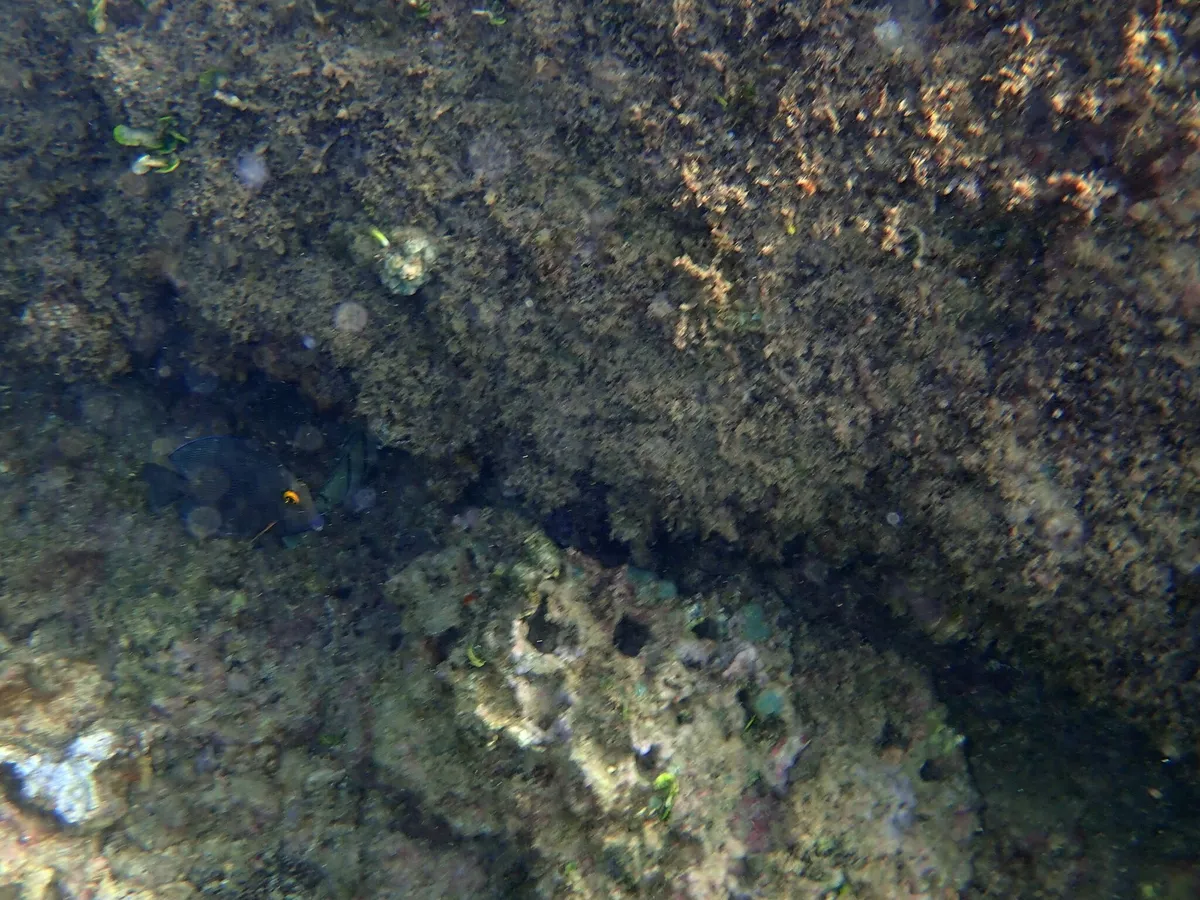 Miniatura: Ctenochaetus (Ctenochaetus spp.)