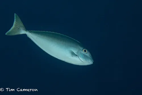 Naso (Naso spp.)