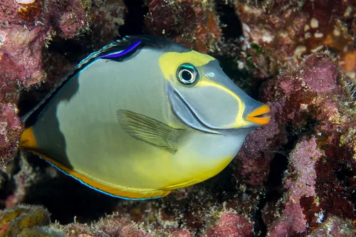 Miniatura: Naso (Naso spp.)