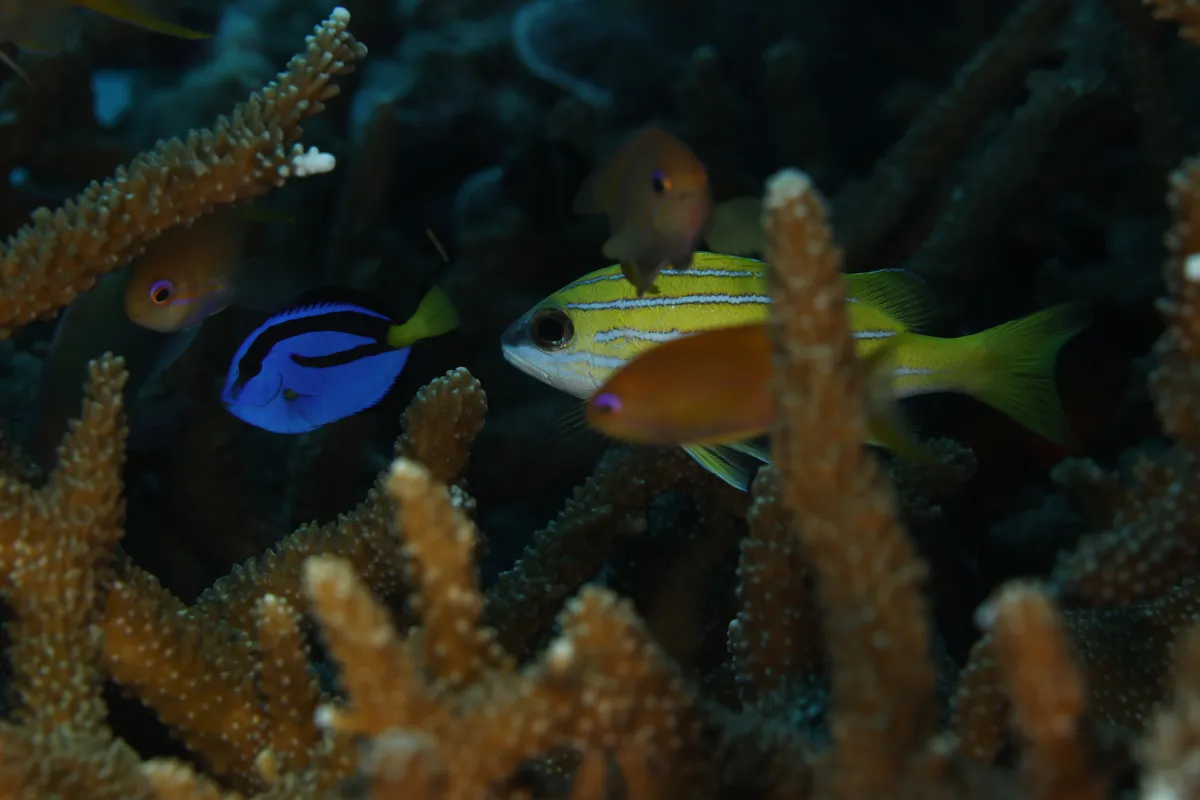 Paracanthurus (Paracanthurus hepatus)