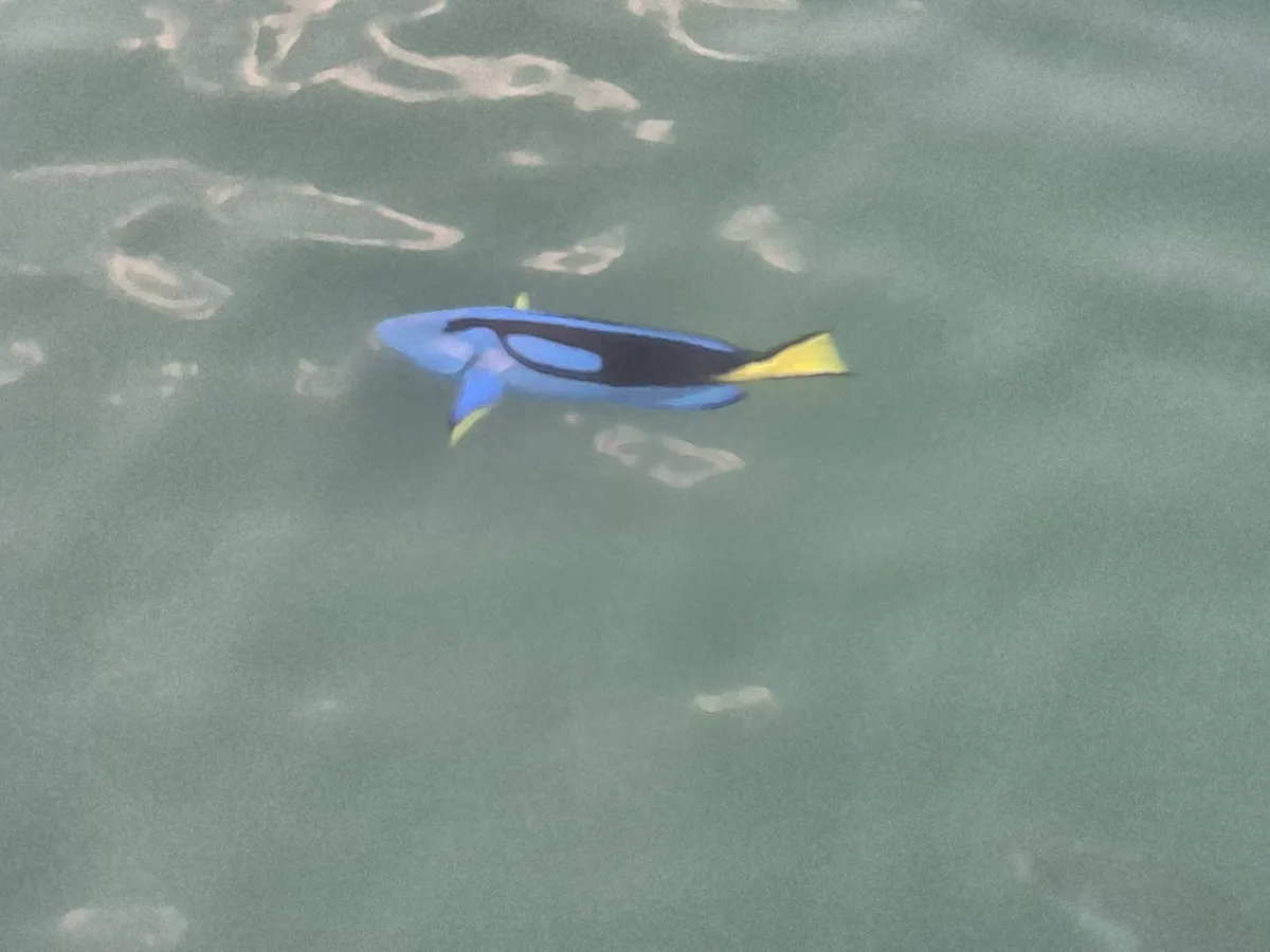 Miniatura: Paracanthurus (Paracanthurus hepatus)