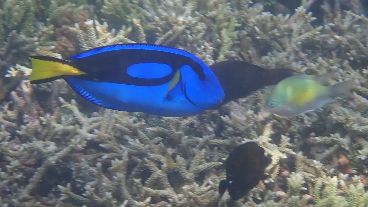 Miniatura: Paracanthurus (Paracanthurus hepatus)