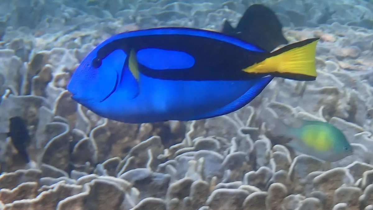 Miniatura: Paracanthurus (Paracanthurus hepatus)