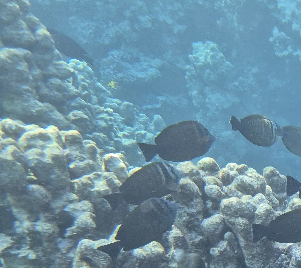 Miniatura: Zebrasoma (Zebrasoma spp.)