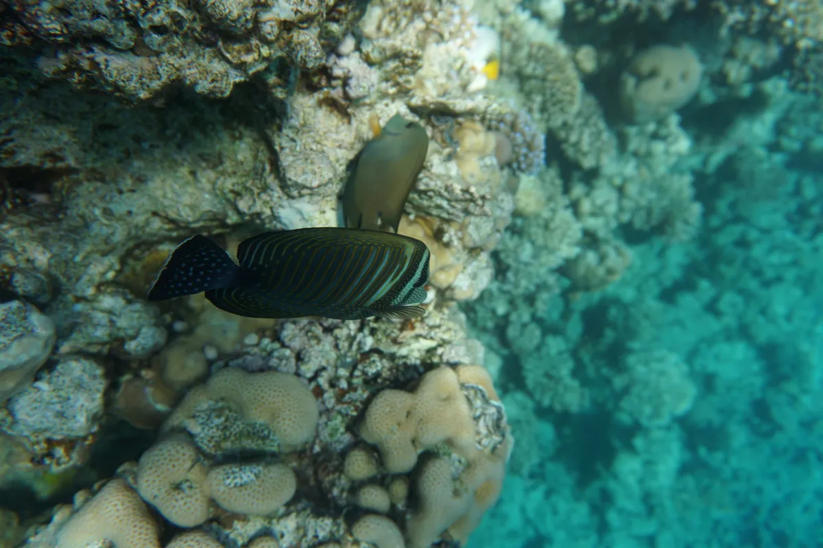 Miniatura: Zebrasoma (Zebrasoma spp.)