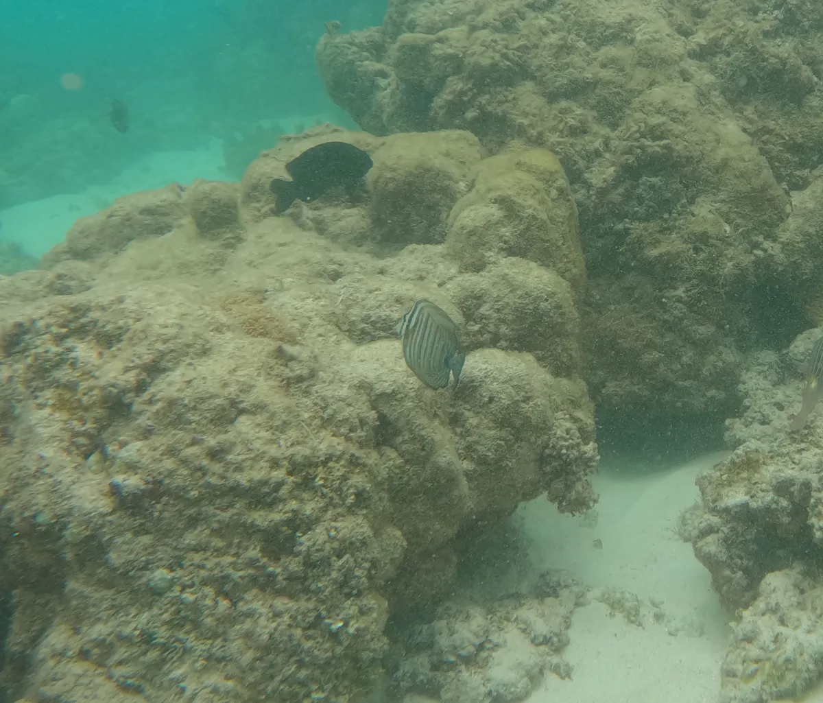 Miniatura: Zebrasoma (Zebrasoma spp.)