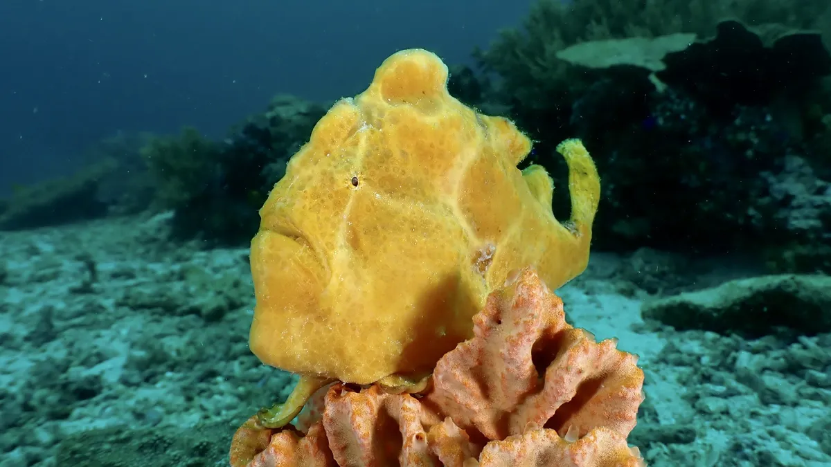 Antennaridi (Pesci rana)