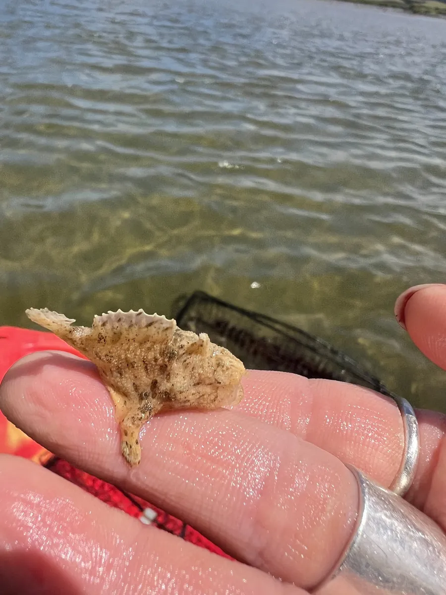 Miniatura: Antennarius (Antennarius spp.)