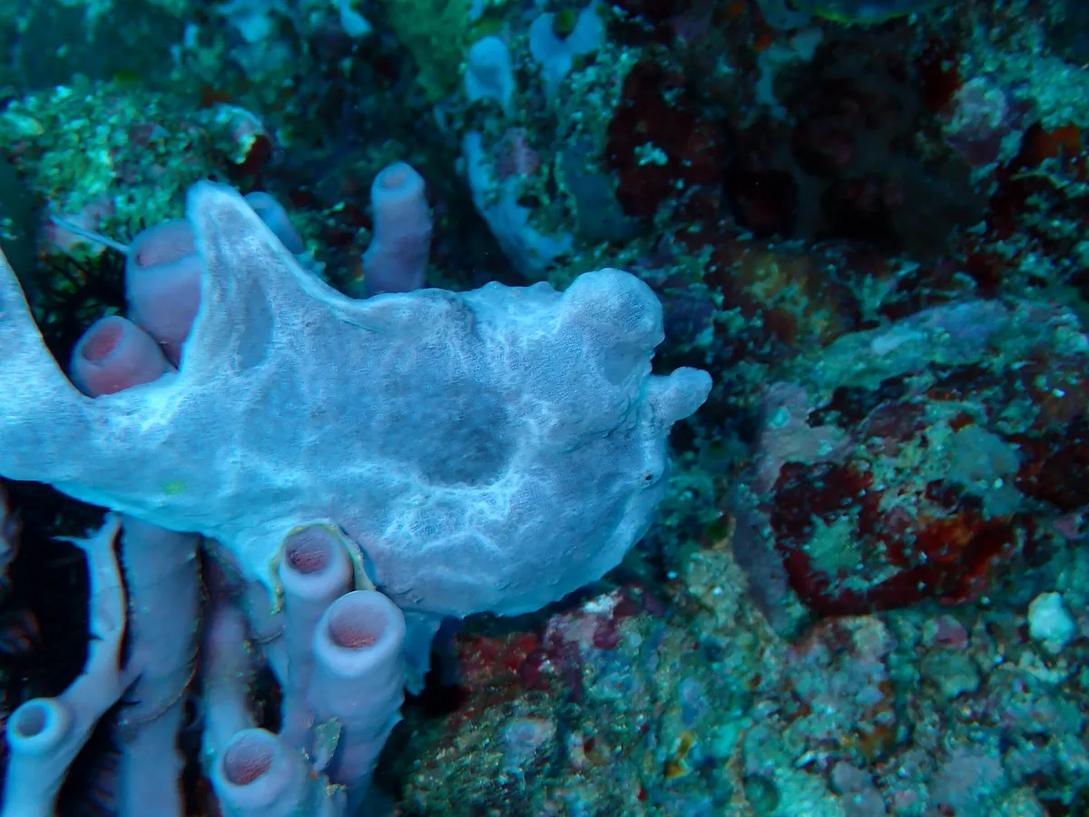Miniatura: Antennarius (Antennarius spp.)