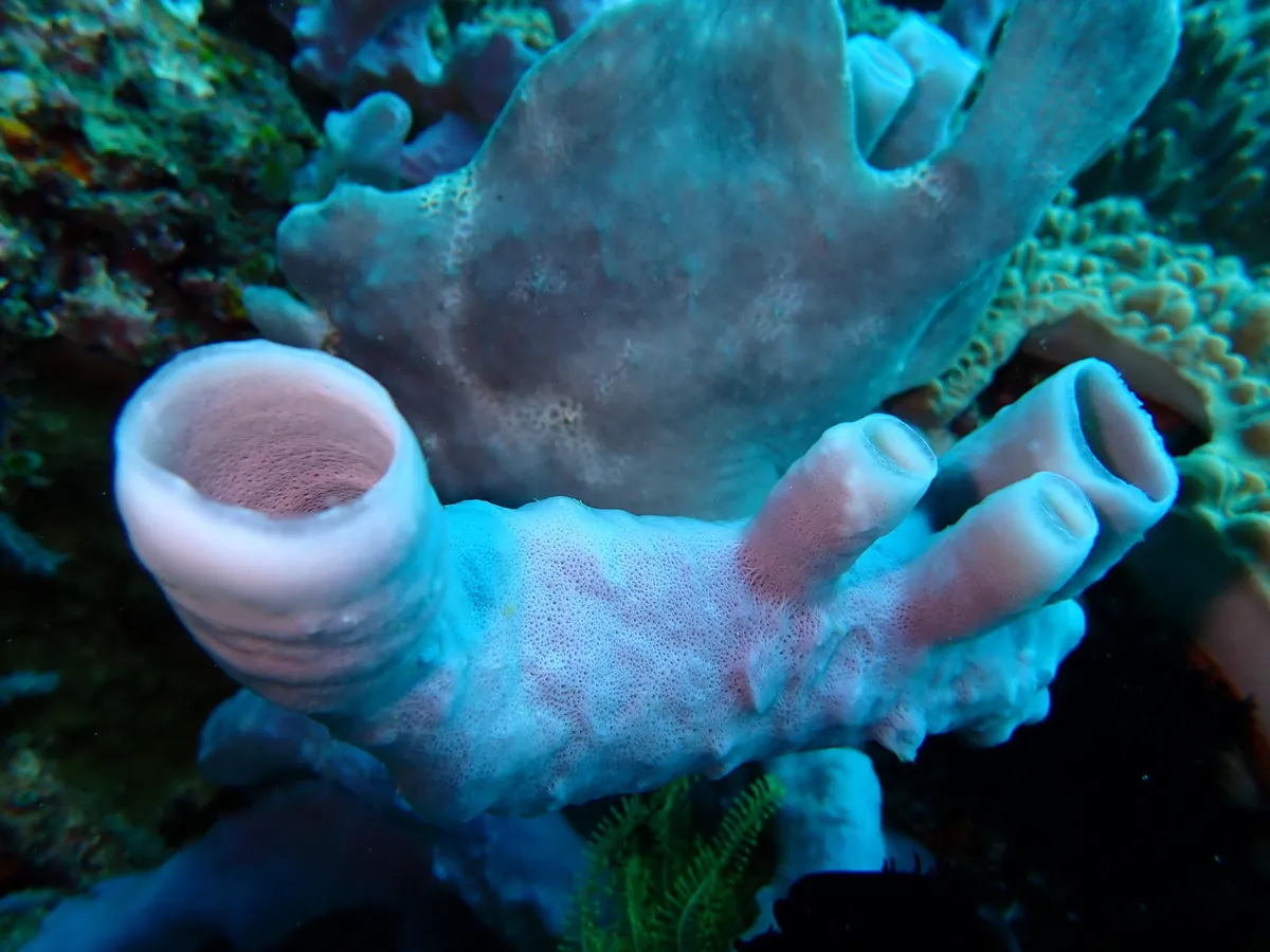 Miniatura: Antennarius (Antennarius spp.)