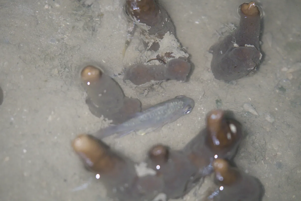 Miniatura: Sphaeramia (Sphaeramia nematoptera)