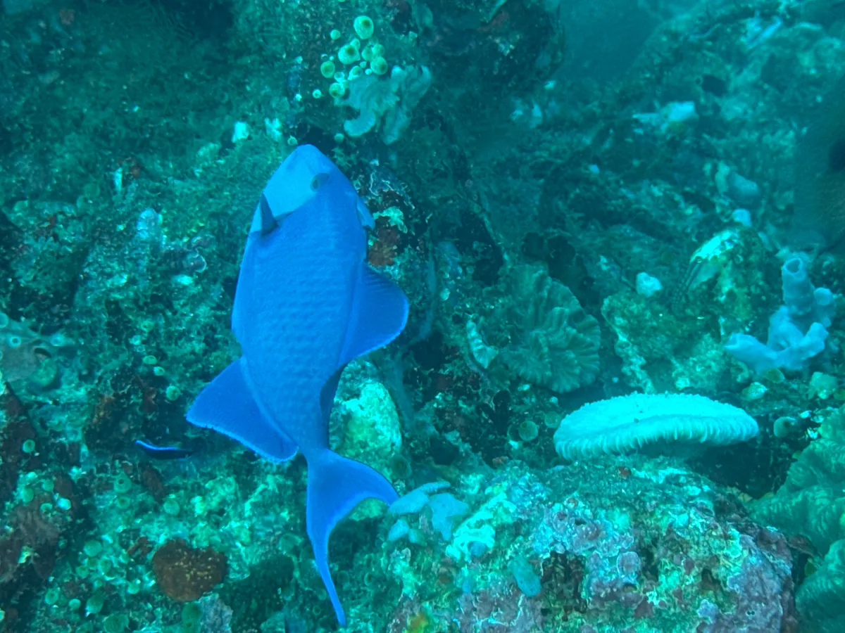 Miniatura: Odonus (Odonus niger)