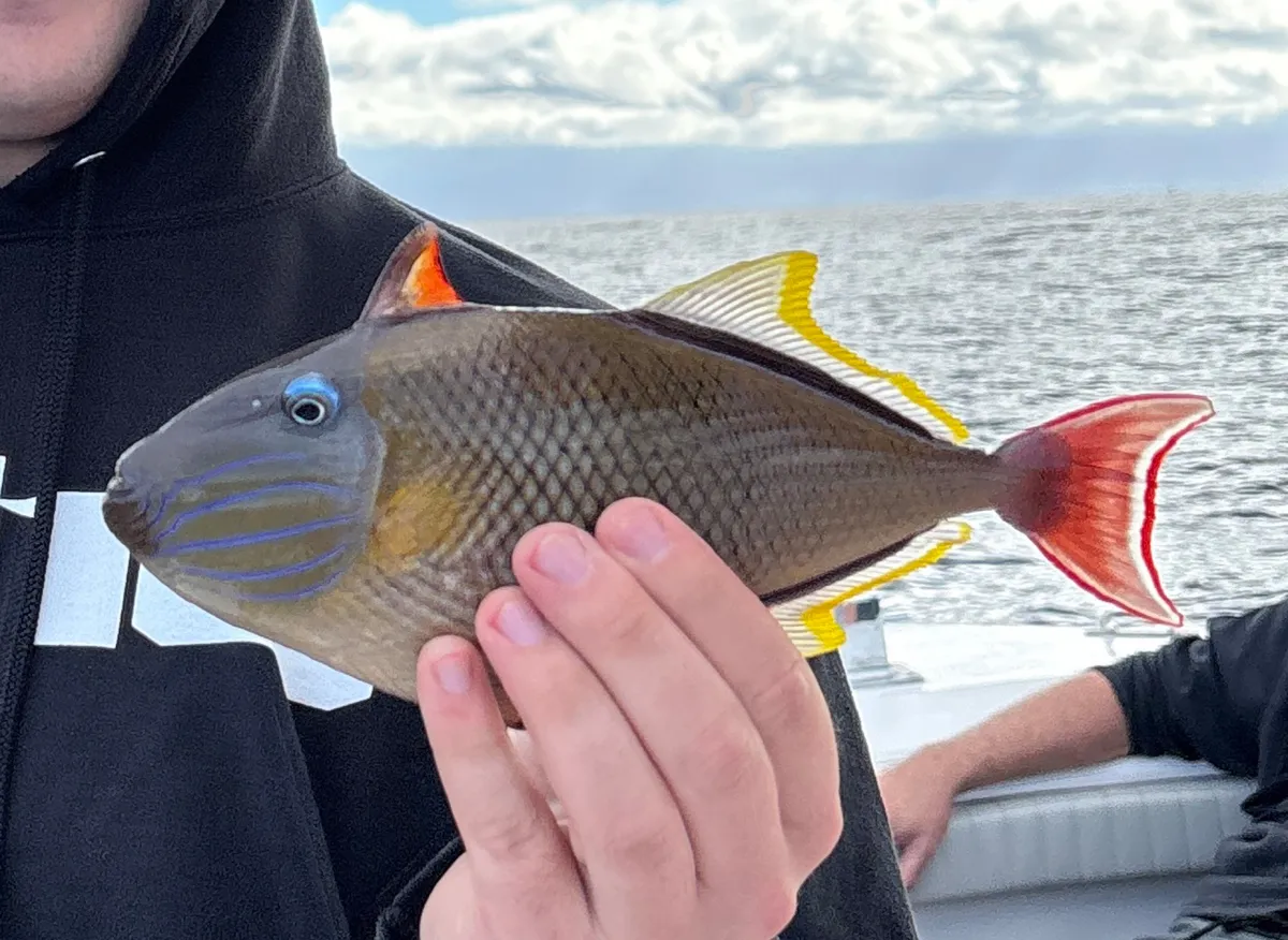 Xanthichthys (Xanthichthys spp.)