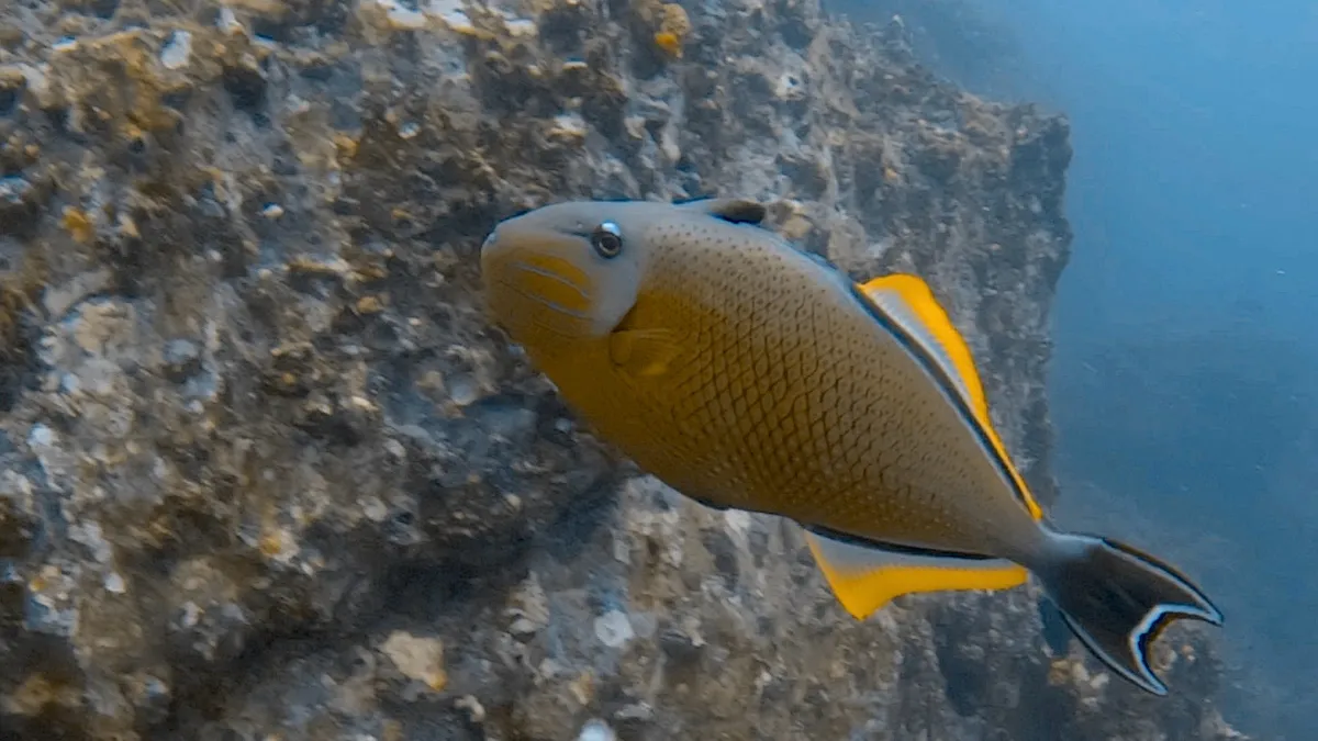 Miniatura: Xanthichthys (Xanthichthys spp.)