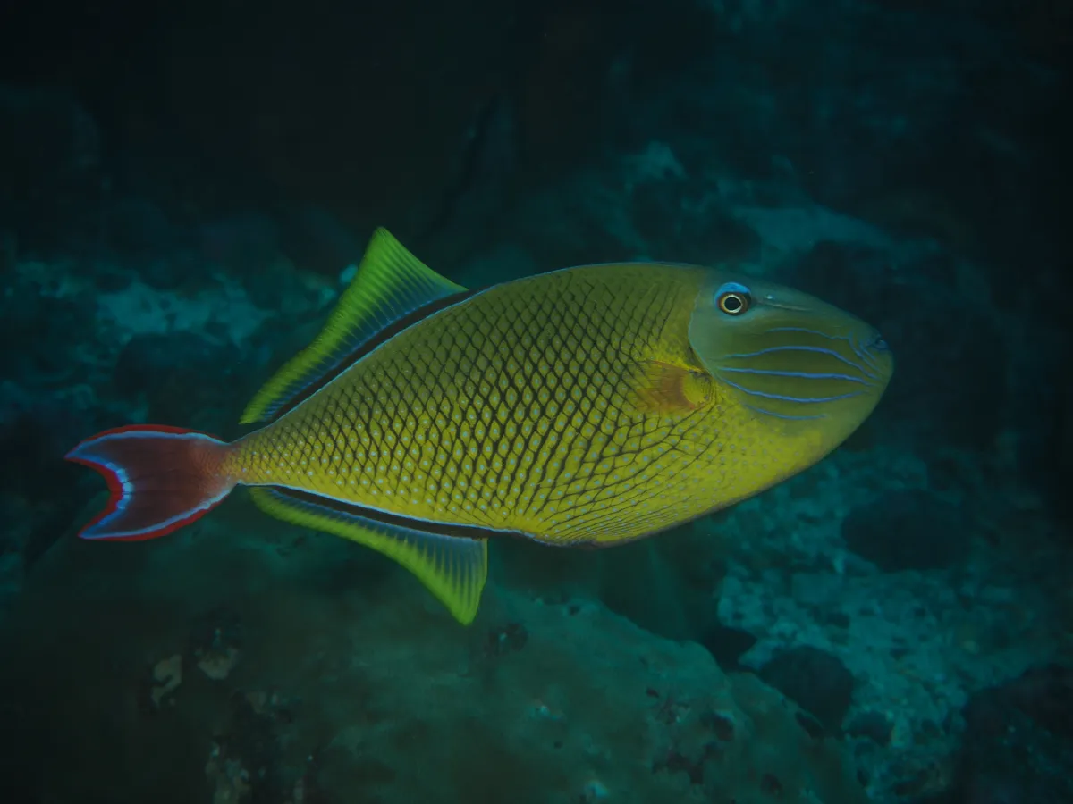 Miniatura: Xanthichthys (Xanthichthys spp.)