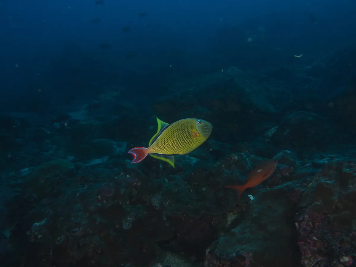 Miniatura: Xanthichthys (Xanthichthys spp.)
