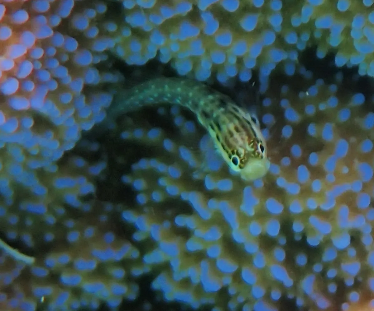 Miniatura: Ecsenius (Ecsenius spp.)