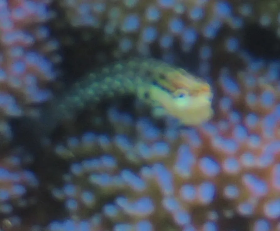 Miniatura: Ecsenius (Ecsenius spp.)