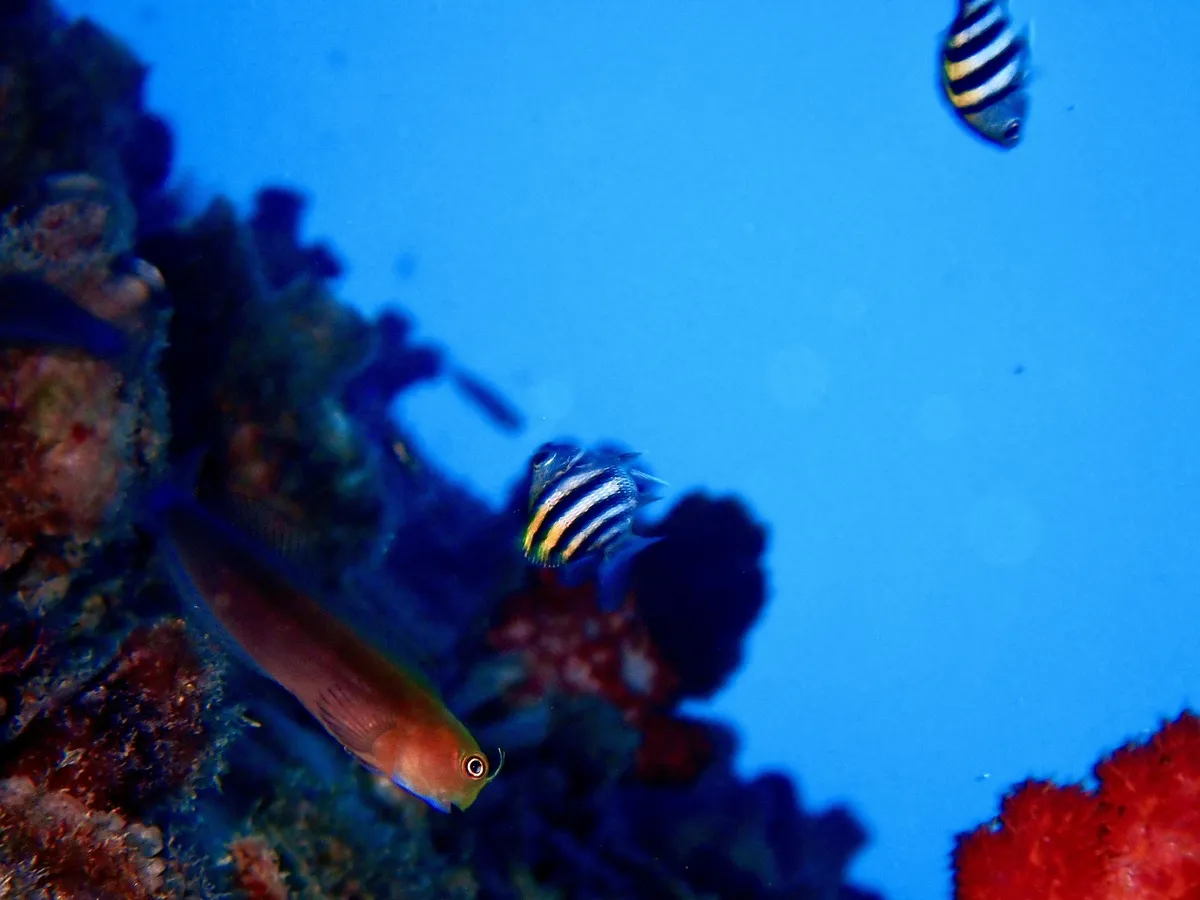 Miniatura: Ecsenius (Ecsenius spp.)