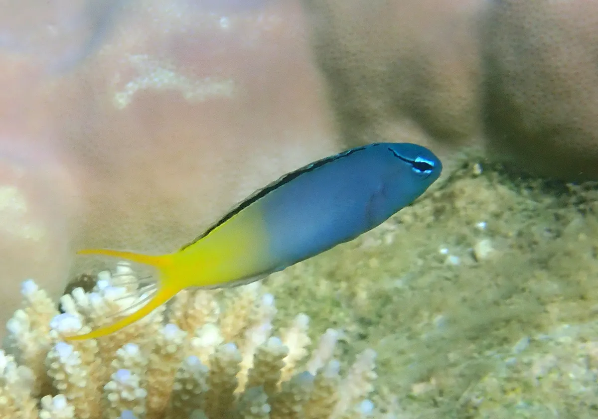 Meiacanthus (Meiacanthus spp.)