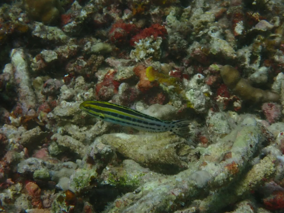 Miniatura: Meiacanthus (Meiacanthus spp.)
