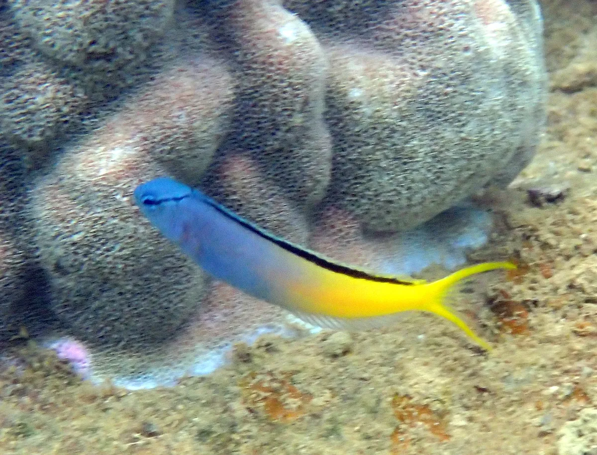 Miniatura: Meiacanthus (Meiacanthus spp.)