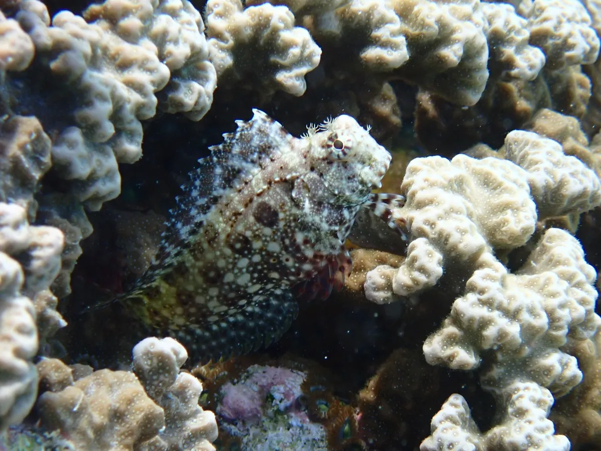 Salarias (Salarias fasciatus)