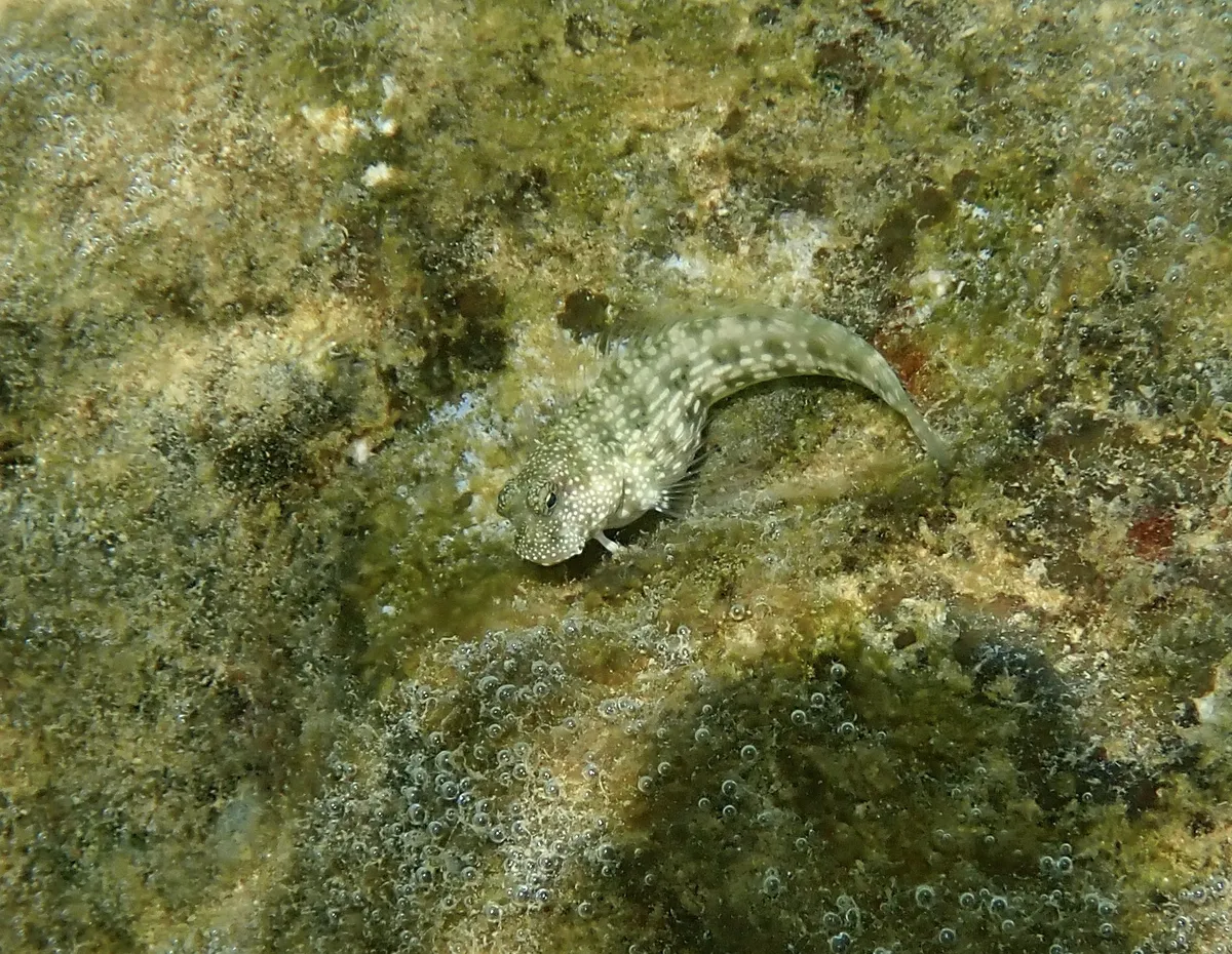 Miniatura: Salarias (Salarias fasciatus)