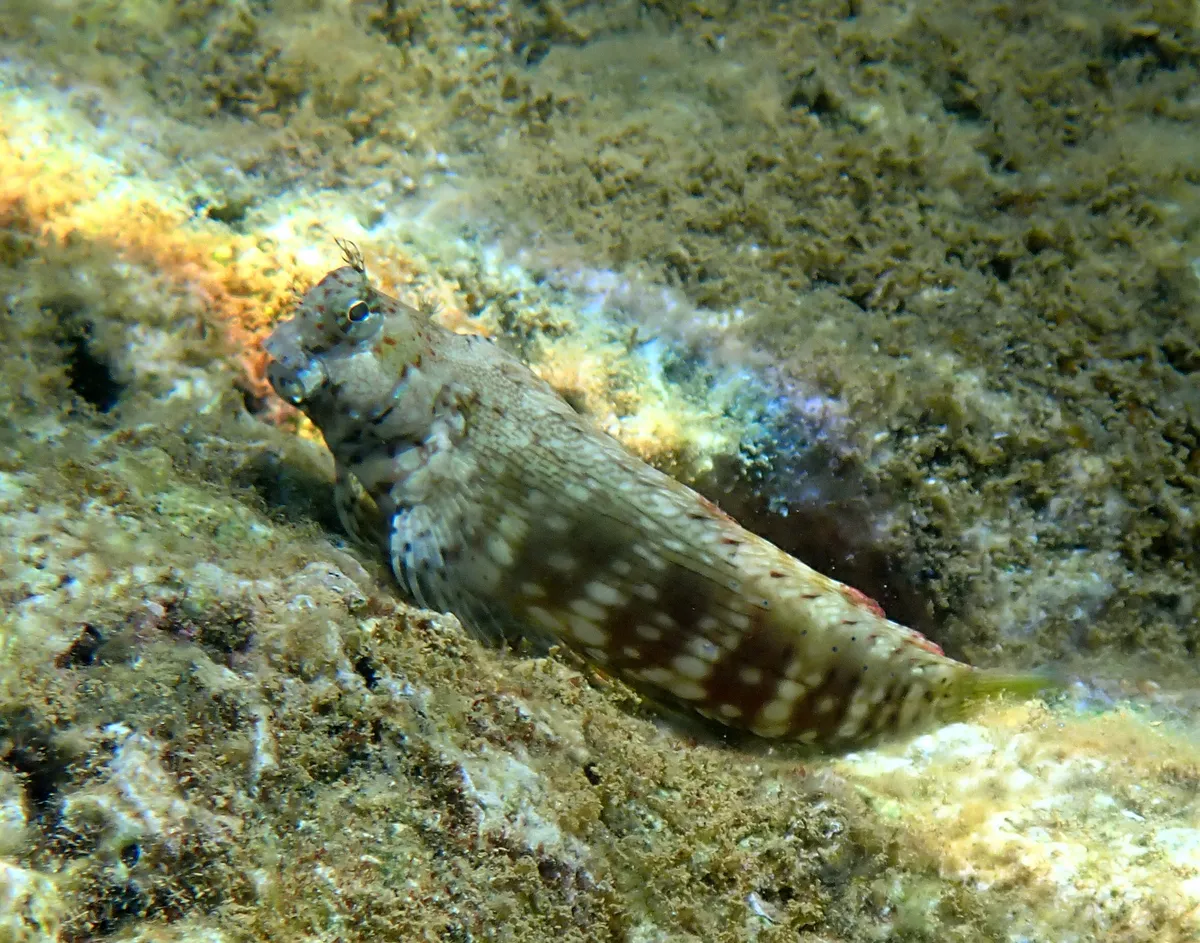 Miniatura: Salarias (Salarias fasciatus)