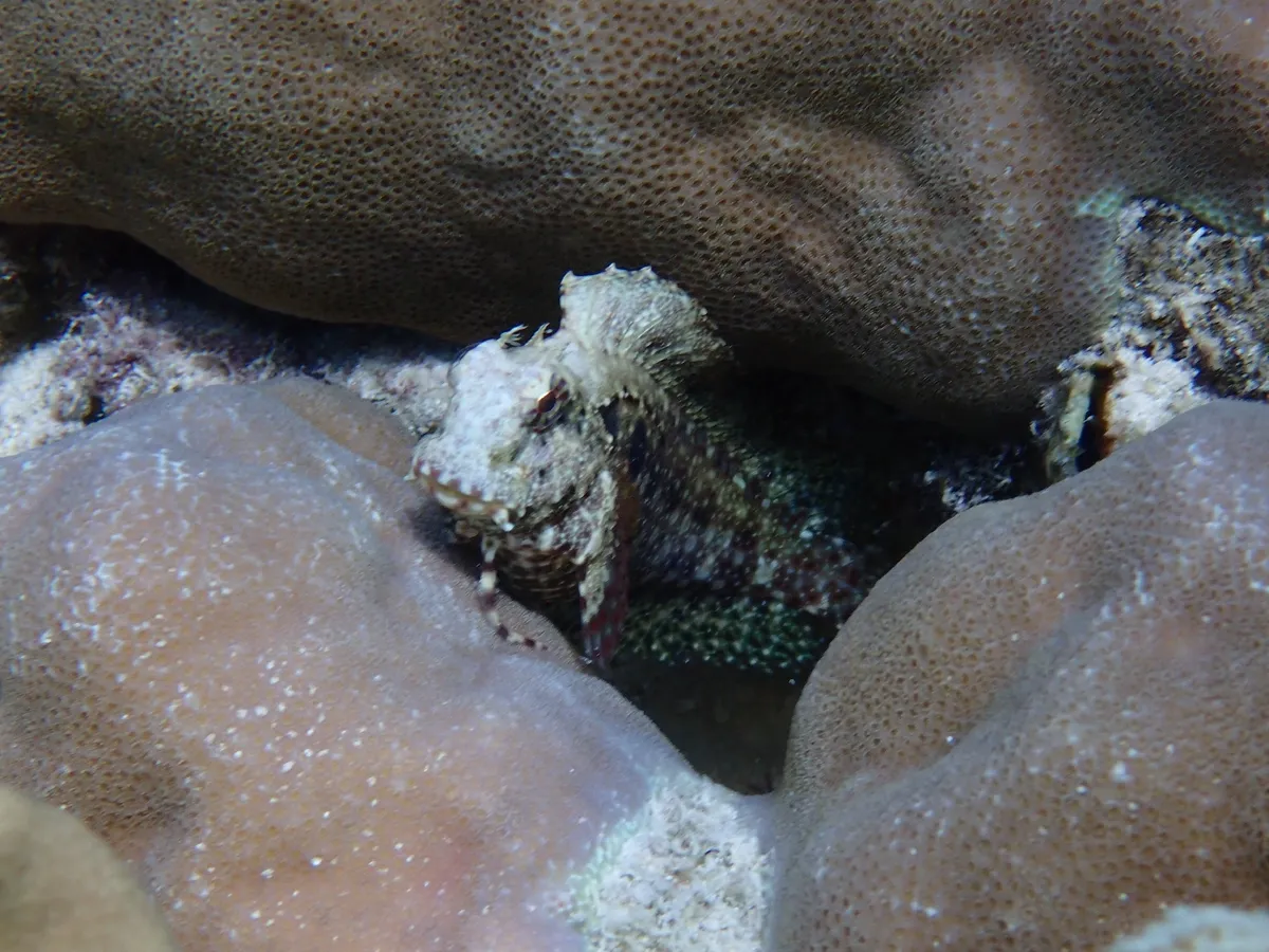 Miniatura: Salarias (Salarias fasciatus)