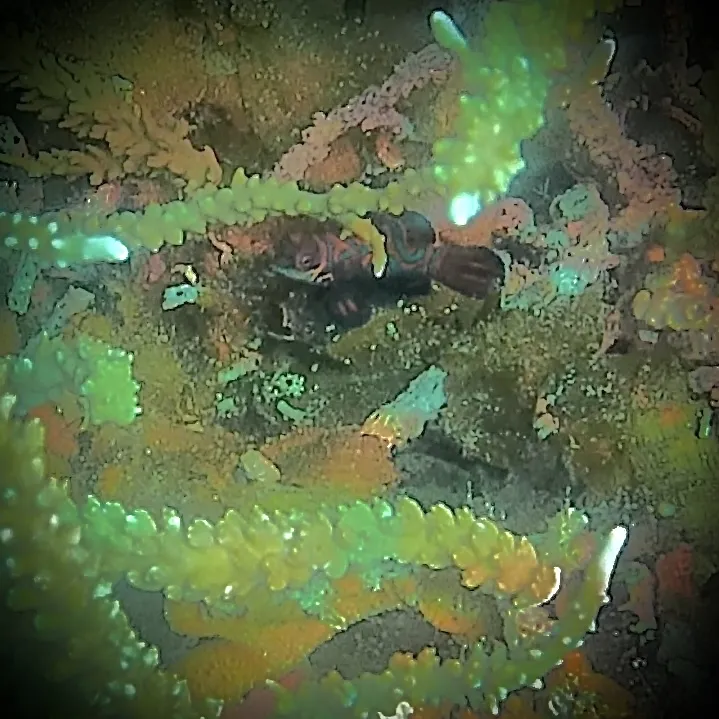 Callionimidi (Mandarini)