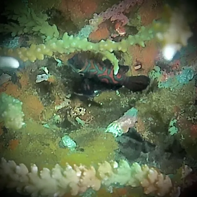 Miniatura: Synchiropus (Synchiropus splendidus)