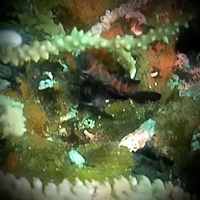 Miniatura: Synchiropus (Synchiropus splendidus)