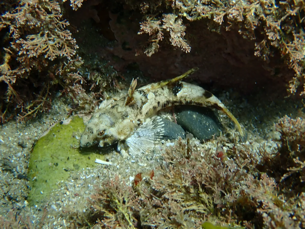 Miniatura: Synchiropus (Synchiropus splendidus)