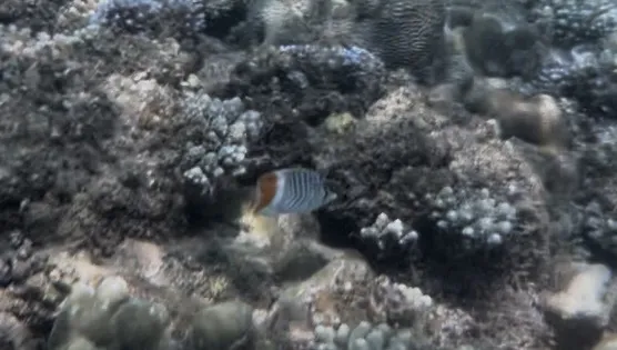 Miniatura: Chaetodon (Chaetodon spp.)