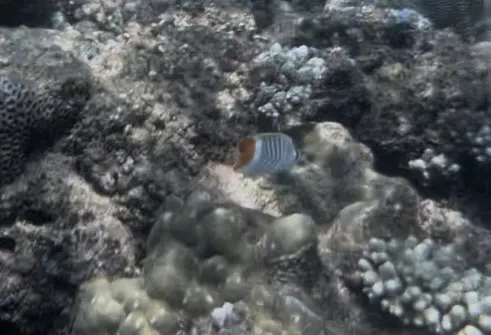 Miniatura: Chaetodon (Chaetodon spp.)
